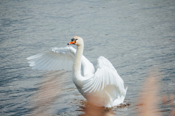 Swan