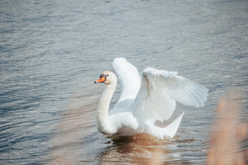 Swan