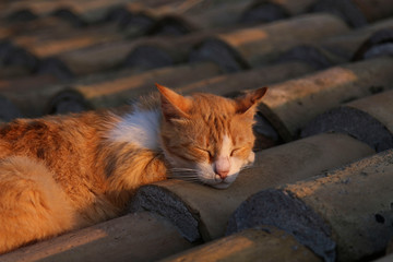 Fototapeta na wymiar cat on the roof