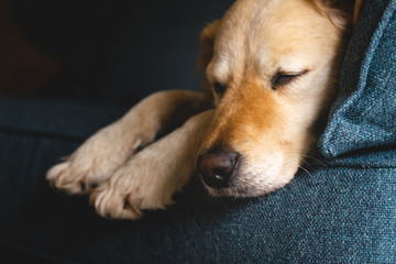 Tired New Breed Golden doodle with beautiful curly golden fur, laying down sleepy and tired on a sofa or couch because of an incoming storm, beautiful and unique dog with a film fade.