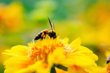 The bee is sucking the nectar of yellow flowers and the wire background is blurred.