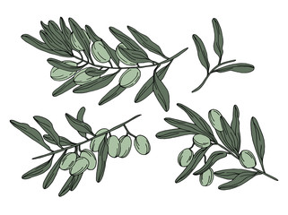 Set of sketch drawn olive branches