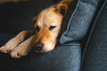 Tired New Breed Golden doodle with beautiful curly golden fur, laying down sleepy and tired on a sofa or couch because of an incoming storm, beautiful and unique dog with a film fade.
