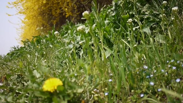 Flowers blooming in the spring. Dandelion, forsythia, wildflower, etc.
