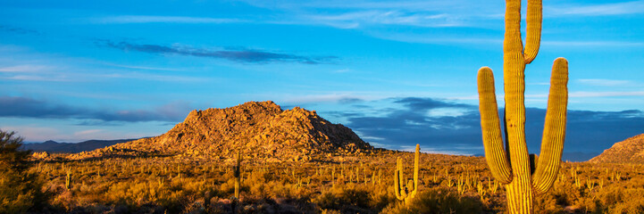 Arizona Lanscape Desert Scenery with Saguaro Cactus