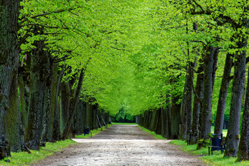 beautiful colors of nature in the spring Park
