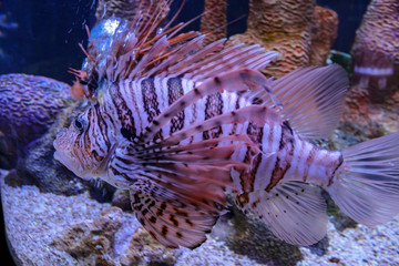 Lionfish in aquarium