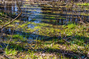 Swamp in the forest on early spring