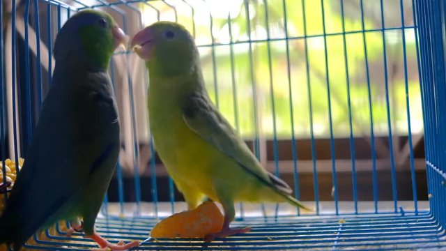 Birds fighting for a piece of orange inside cage and for love concept