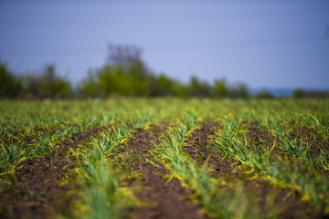 organically cultivated garlic plantation