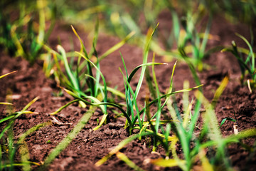 organically cultivated garlic plantation