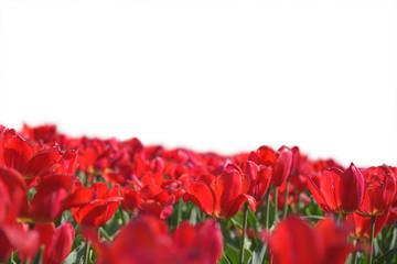 Tulips on white isolated background - close up