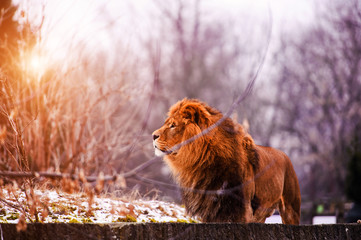 Beautiful Mighty Lion