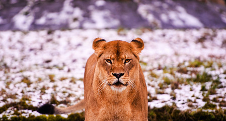 Beautiful Mighty Lion