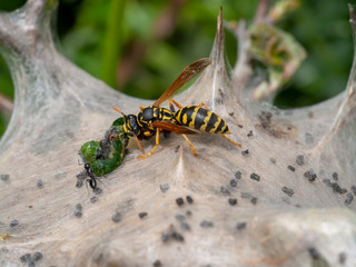 Tent caterpillar nest aka Lackey moth caterpillars, Malacosoma neustria, attacked by paper...