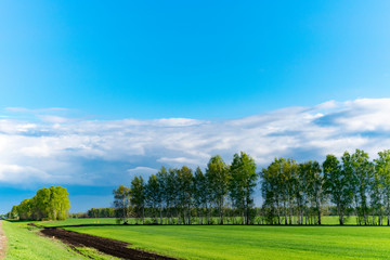 Natural landscape of trees, road and sky