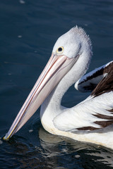 Australian Pelican Long Beak