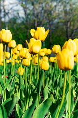 Fototapeta premium field of yellow tulips