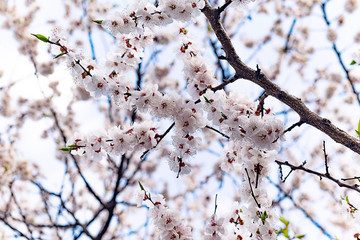 cherry blossom in spring