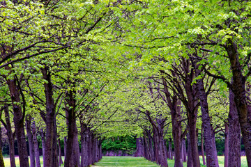 beautiful colors of nature in the spring Park