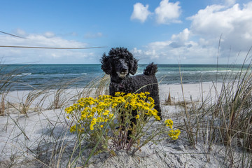 pudel am meer