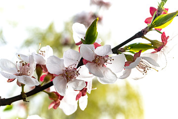 branch of cherry blossoms