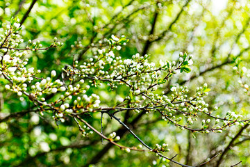 branch of a tree