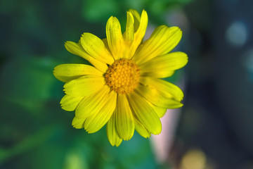 The yellow flower Sunflower plant Heliopsis helianthoides.