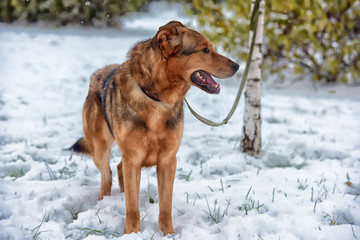 Red-haired dog mongrel in winter on a leash