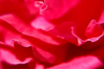 Rose petals close up.