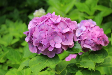 長谷寺の紫陽花