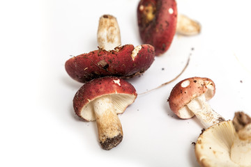 Group of mushrooms russula on white background