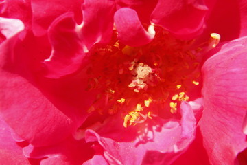 Beautiful Natural red Rose Flower.