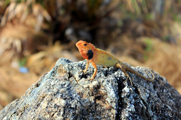 chameleon on the rock, Thailand