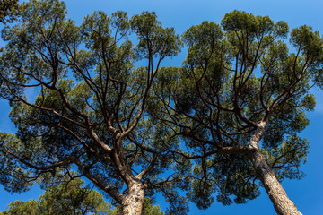 Maritime pine trees in Mediterranean region - From below