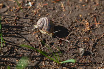 Snail crawling on ground