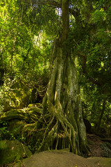 Great fig tree in tropical brazilian jungle, with mossy roots and a big trunk, with drops of sunlight, beautiful environment, green background
