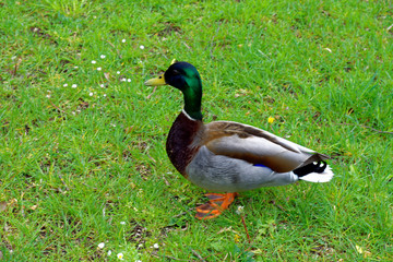 beautiful colors of nature in the spring Park