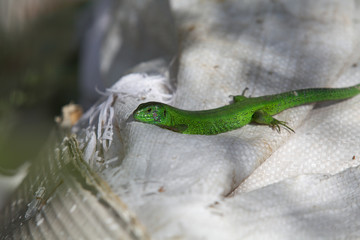 Green lizard sitting on white bag