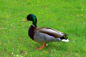 beautiful colors of nature in the spring Park