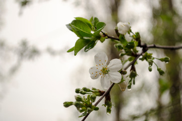 raindrops on flowers and leaves