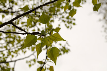 raindrops on flowers and leaves