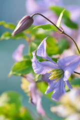 クレマチス　プリンス・チャールズ