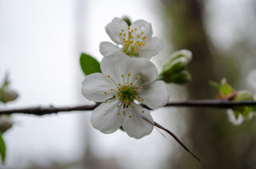 raindrops on flowers and leaves