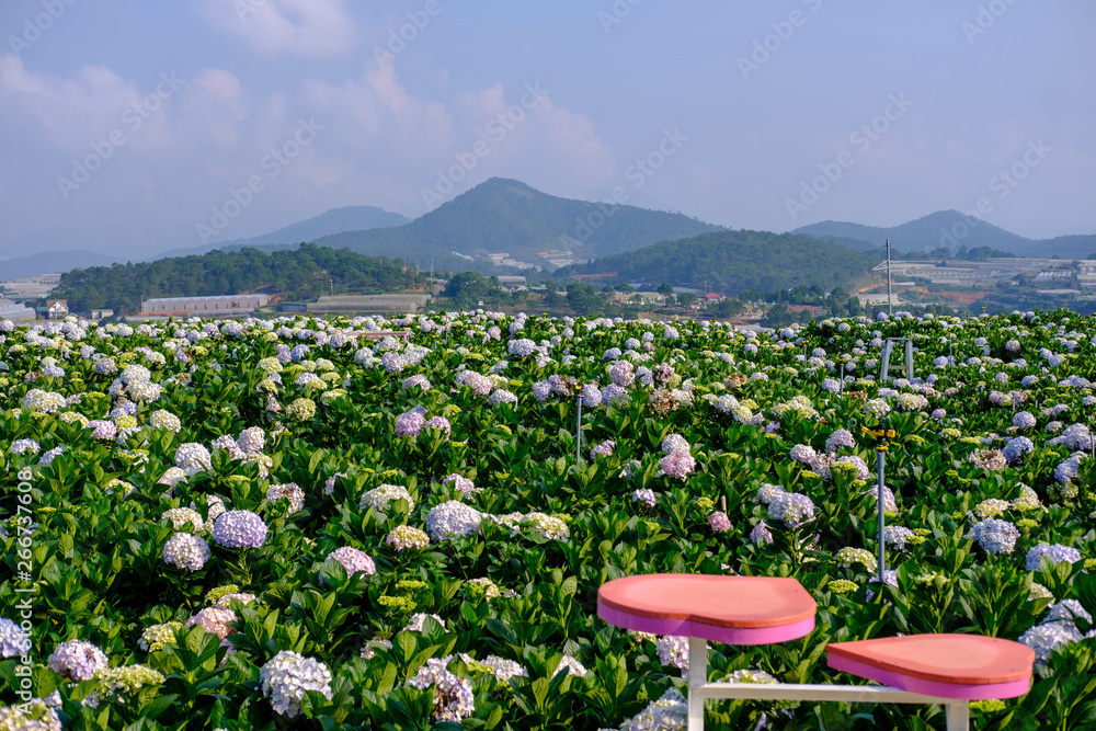 Poster young woman relaxing in garden hydrangeas