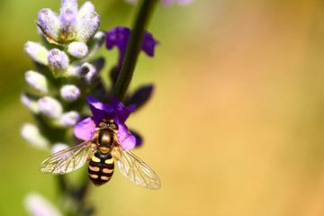 hoverfly pollinating lavender lavandula flowers on a warm summers day with space for copy