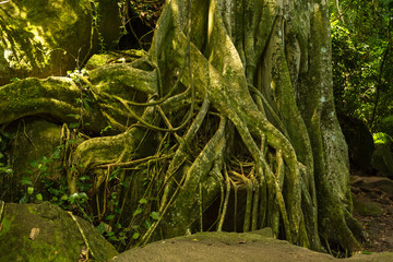 Great fig tree in tropical brazilian jungle, with mossy roots and a big trunk, with drops of sunlight, beautiful environment, green background