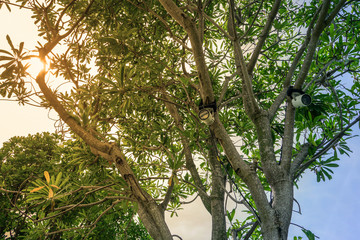 Spotlight hanging on tree decorated in the garden
