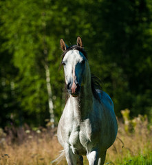 Dapple gray arab stallion