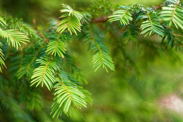 branch of green fir.  bright and colorful colors of spring nature